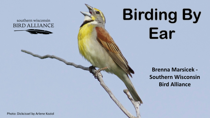 Thumbnail image for Birding By Ear with Brenna Marsicek