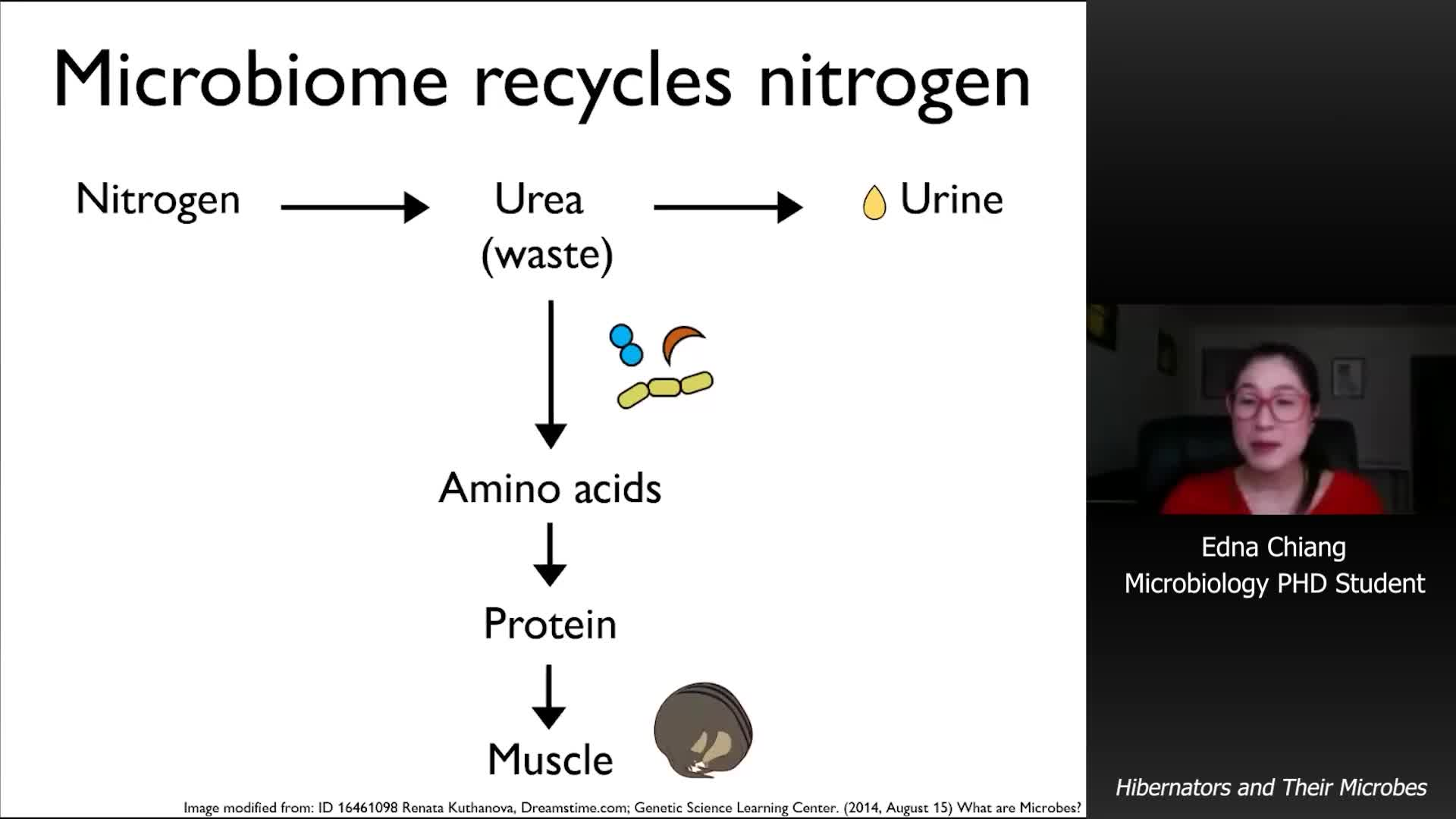Hibernators and Their Microbes
